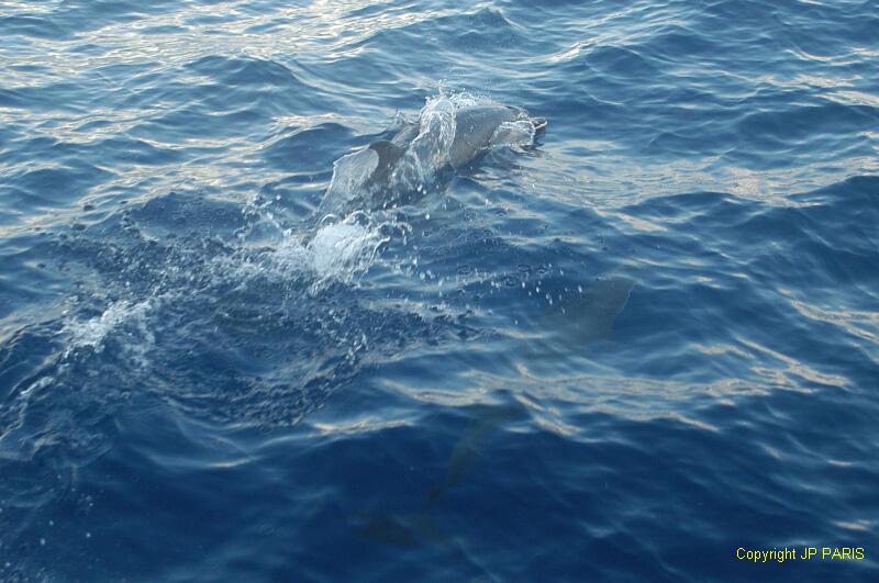 Dauphin tacheté pantropical